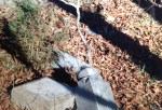 Gravestones on the Artcroft property